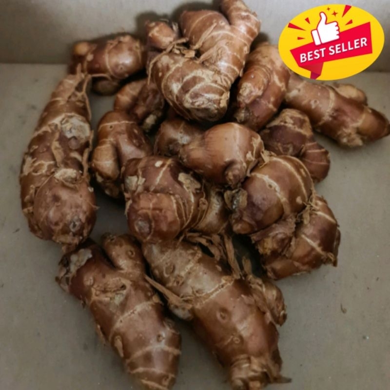 

10kg Kencur Segar Bumbu Dapur