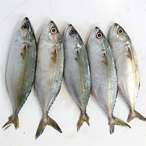 

Ikan Kembung Segar Pilihan