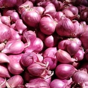 

Bawang Merah// Brambang 500gram Setengah Kilo