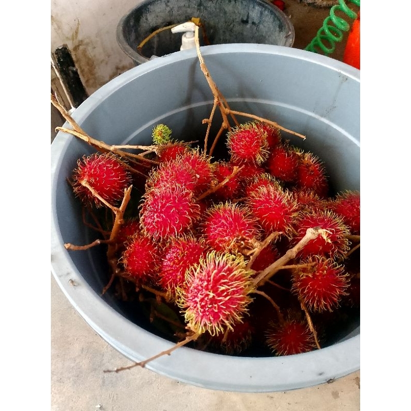 

Rambutan merah