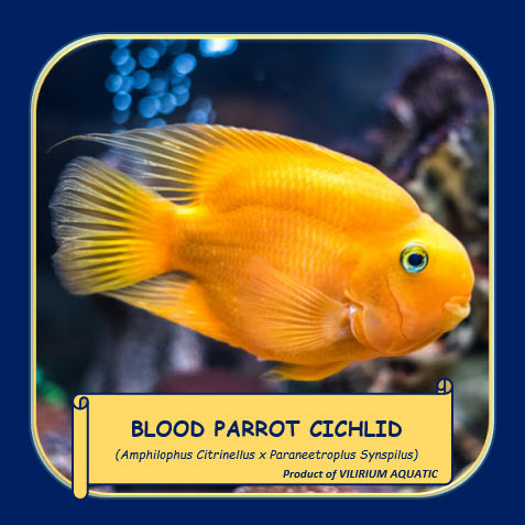IKAN HIAS AIR TAWAR - BLOOD RED PARROT CICHLID (±8cm)