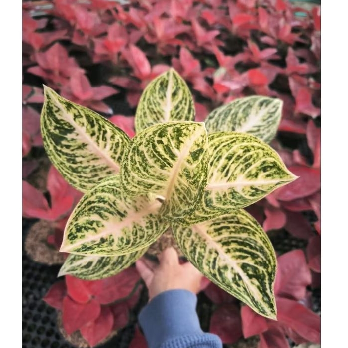 Aglonema Mutiara Alba harga promo