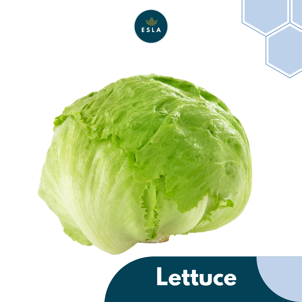 

LETTUCE 1 kg I Sayur Fresh dan Premium - ESLA