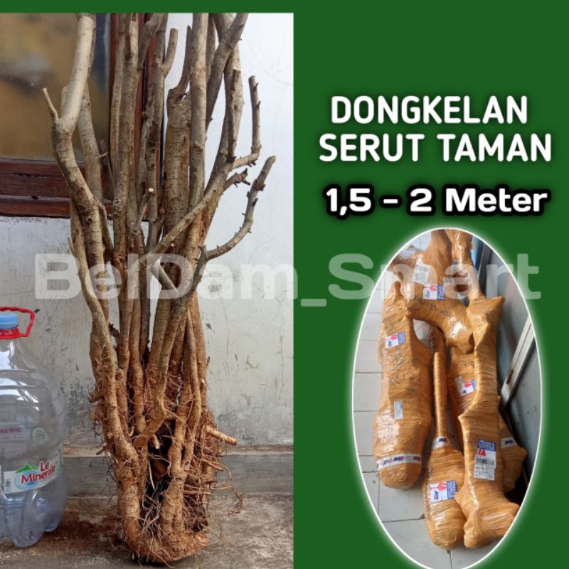 dongkelan serut bahan bonsai taman