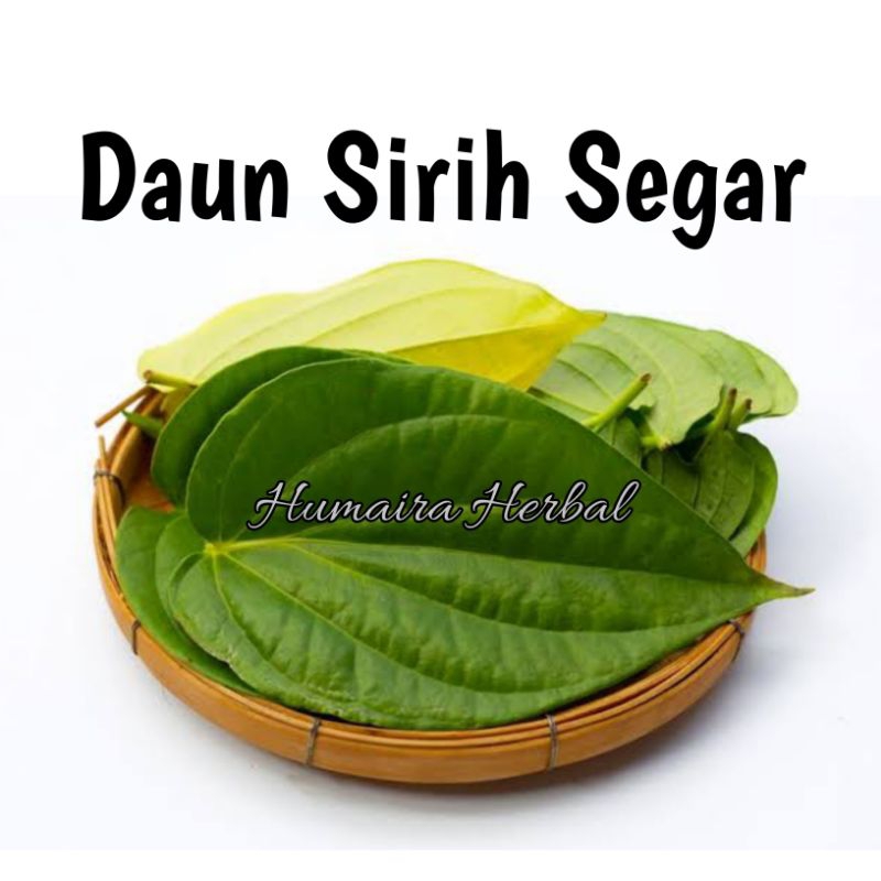 

Daun Sirih Segar 50 Lembar Obat Herbal Tradisional Berkhasiat