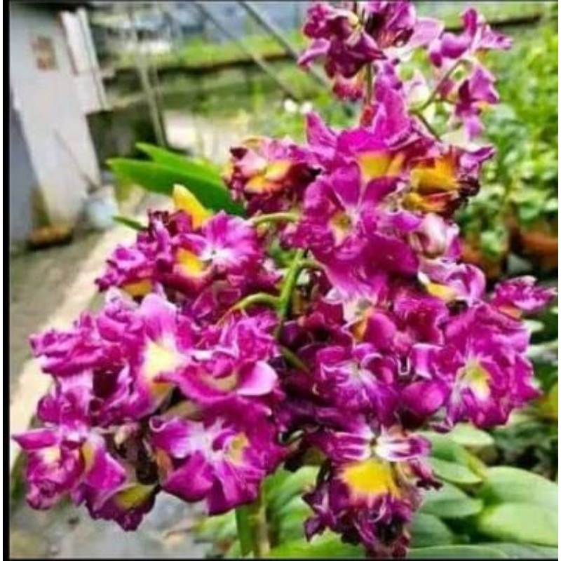 Anggrek Dendrobium Mawar Red Dewasa