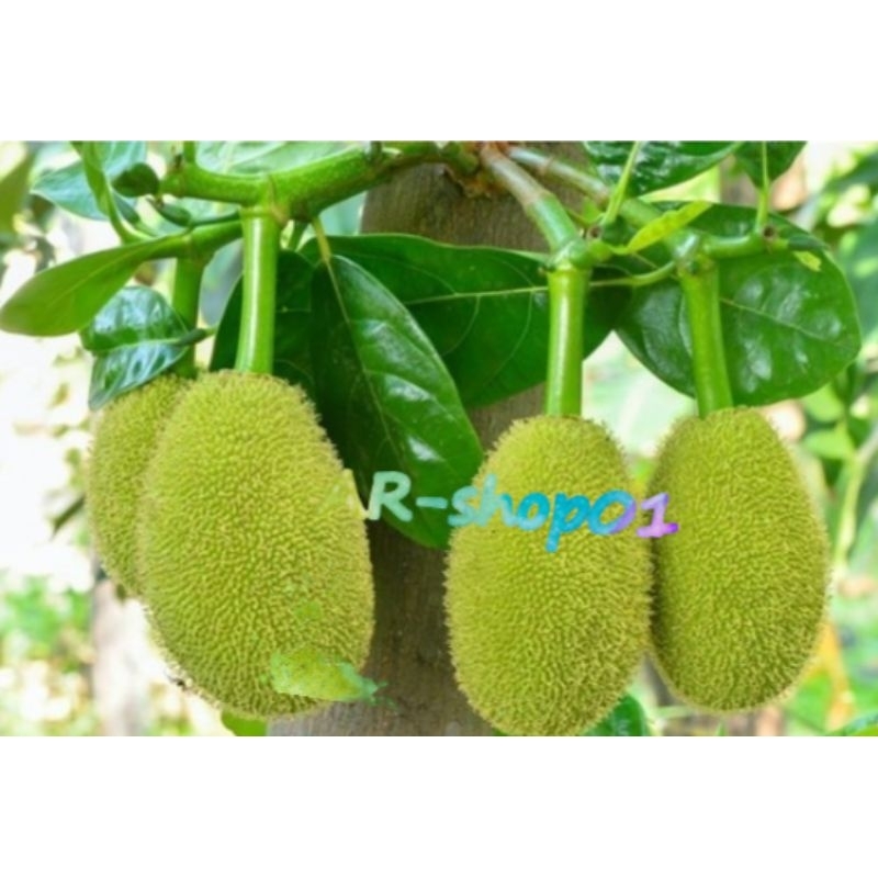 

nangka muda utuh | nangka sayur fress