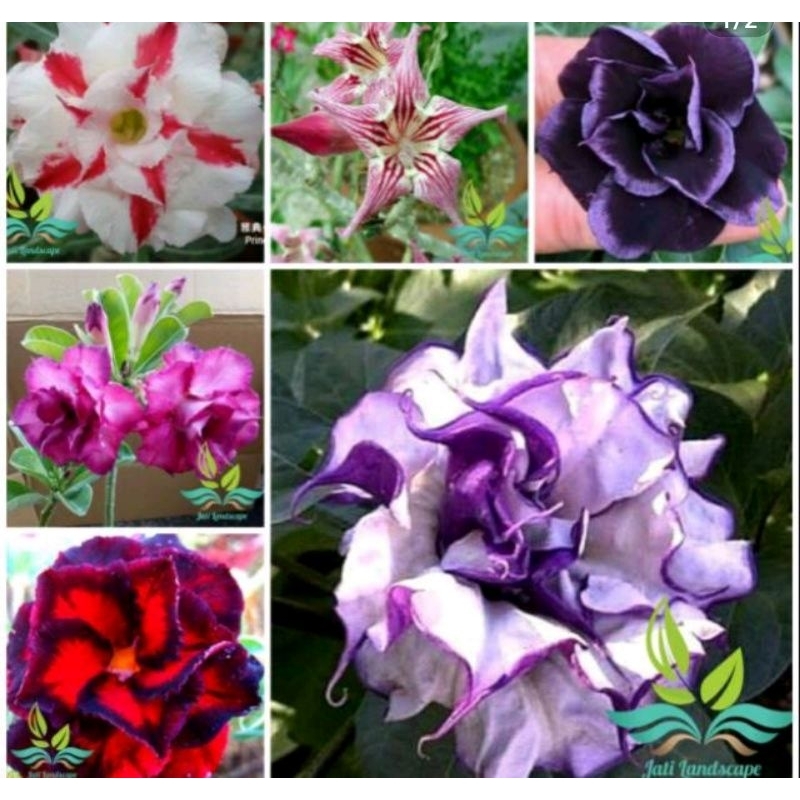 Paket 6 tanaman hias adenium