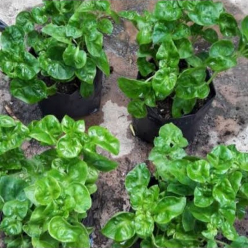 tanaman bayam brazil