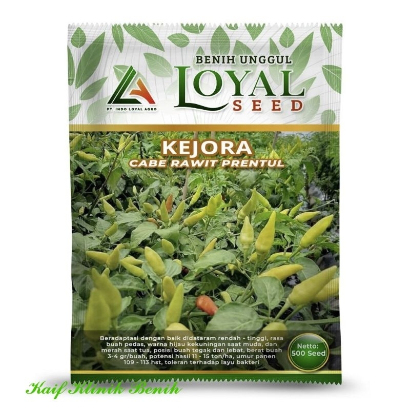 Benih Cabe Rawit Prentul Putih Kejora Isi 500 Butir - Cap Loyal Seed