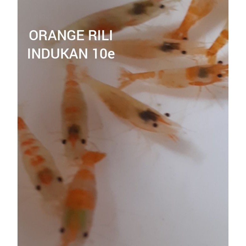Udang Hias Aquascape Orange Rili Indukan