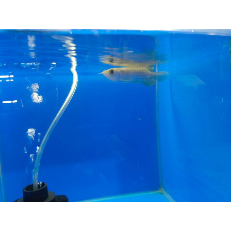 Ikan Arwana Green Pino 12 cm