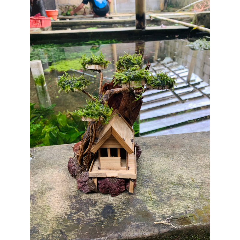 bonsai rumah tebing aquascape