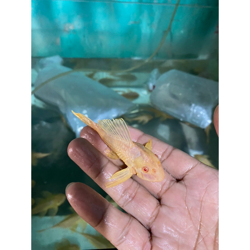 Hiasan Aquarium Sapu-Sapu Gibicep / Gibicep 10cm