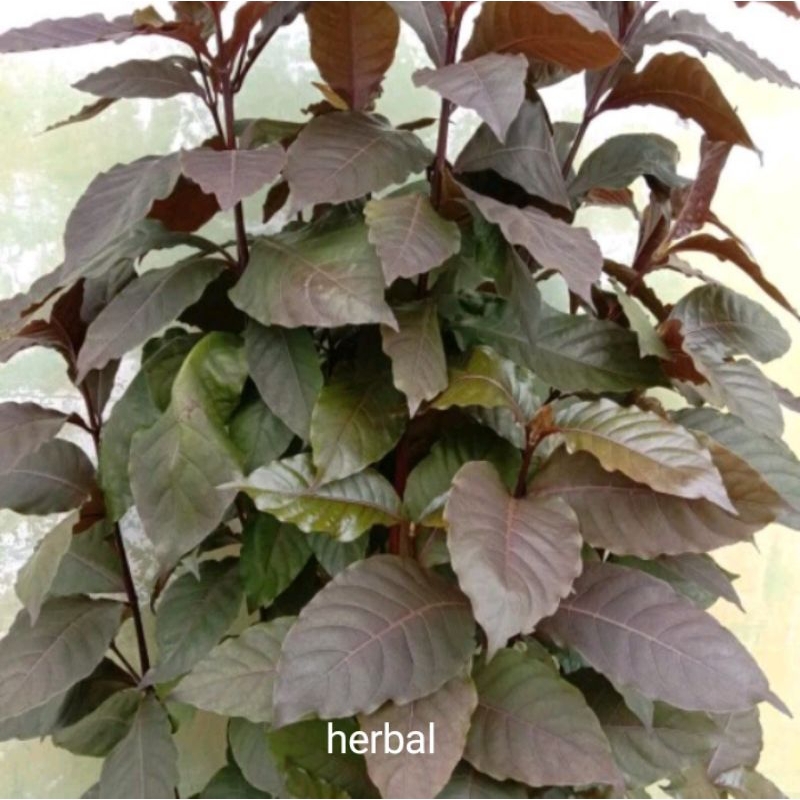 Daun handeulem daun ungu daun herbal