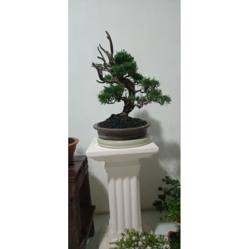 bonsai Cemara sagentii original (sudah jadi siap pajang )