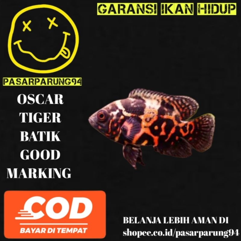 Kebutuhan aquarium Oscar Tiger batik GM 7-8cm CEPAT BESAR