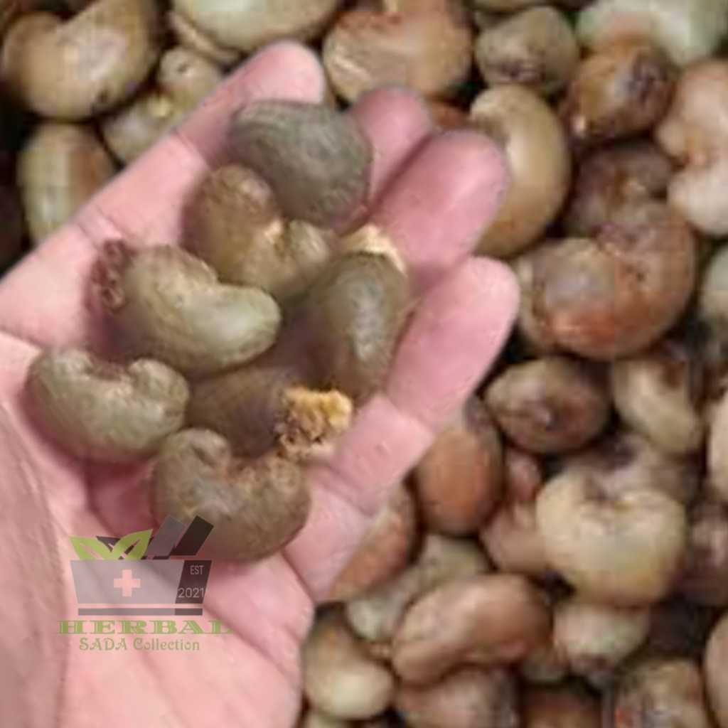 Bibit Benih Biji Jambu Mete Jambu Monyet Per 10 Biji Siap Tanam