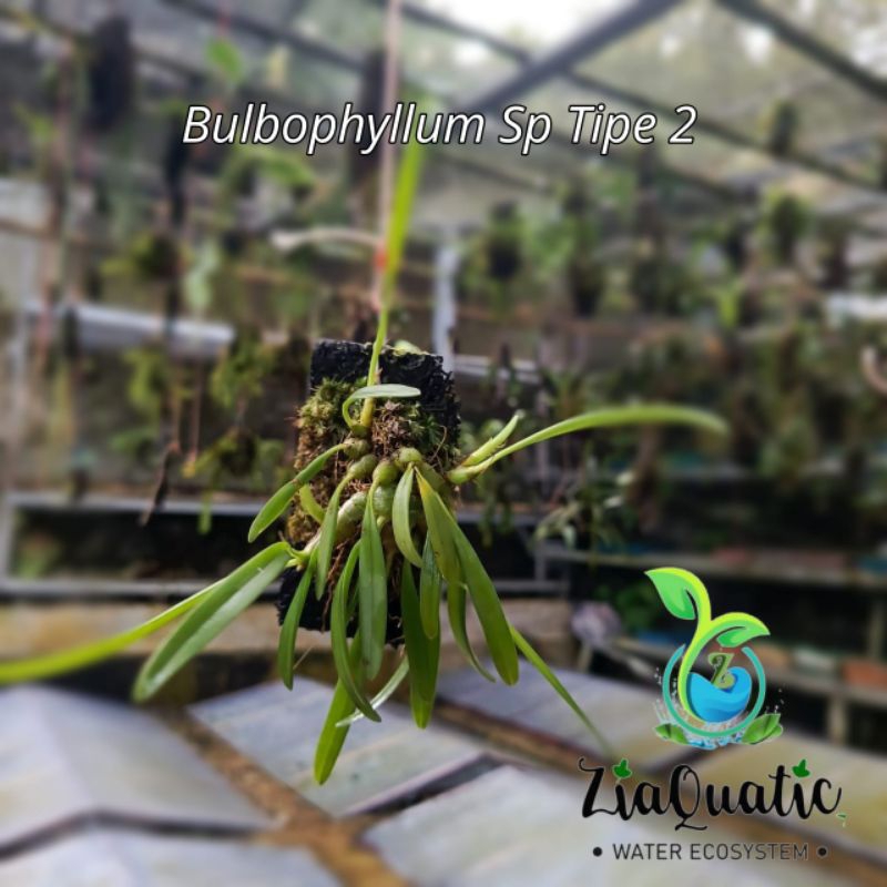 Anggrek Mini "Bulbophyllum Sp Tipe 2" - Tanaman Gantung/Pot/Paludarium/Anggrek