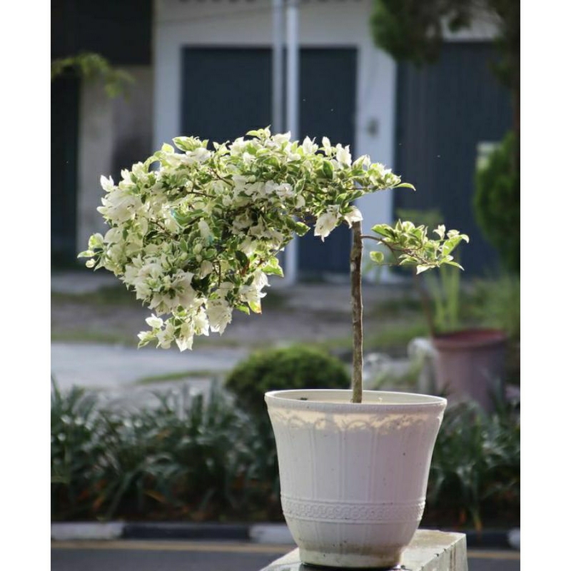 tanaman hias Bougenville varigata putih pohon Bougenville varigata bunga putih