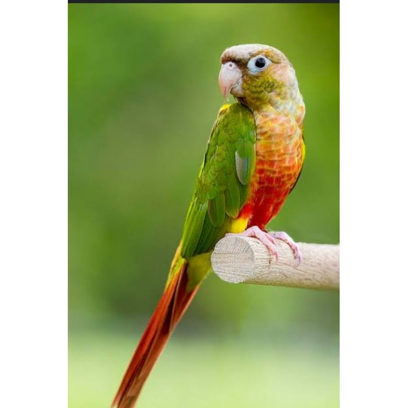 Burung pineapple conure jinak