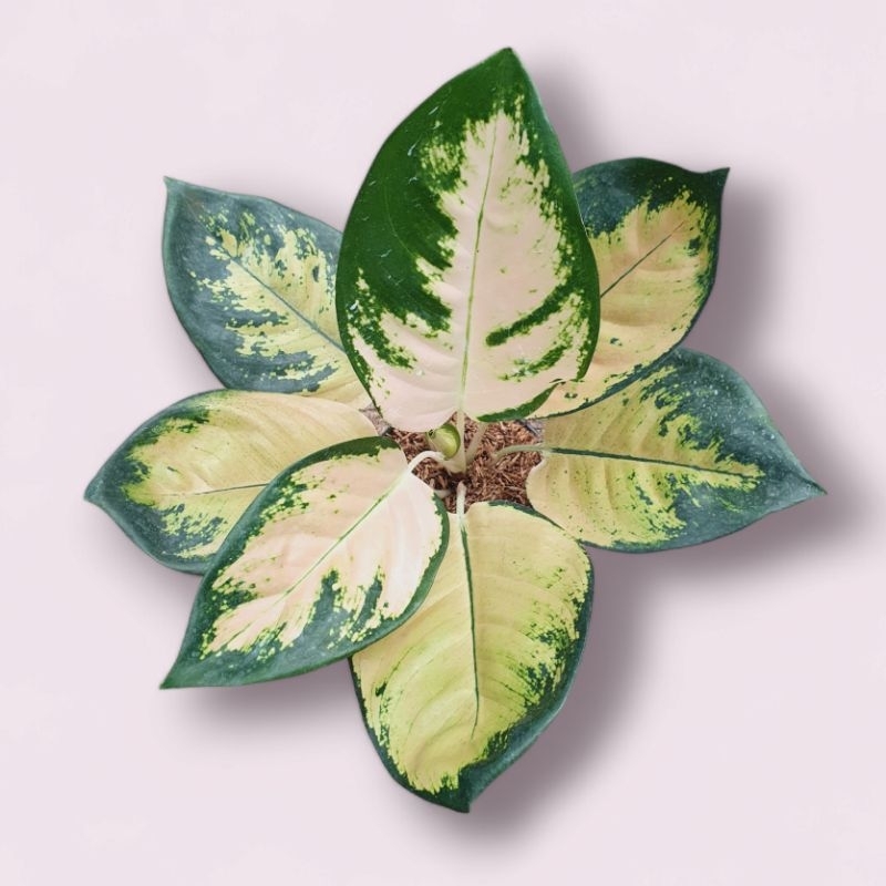 Aglonema kochin Cahaya