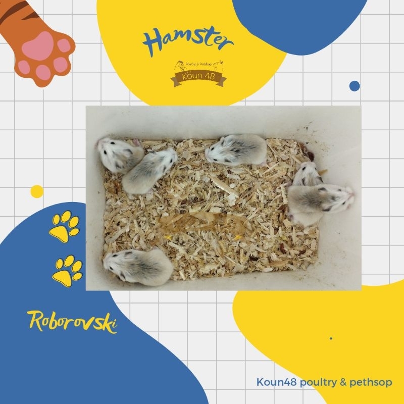 Hamster Robo Rovski Hanster Kerdil Hamster Roborovski