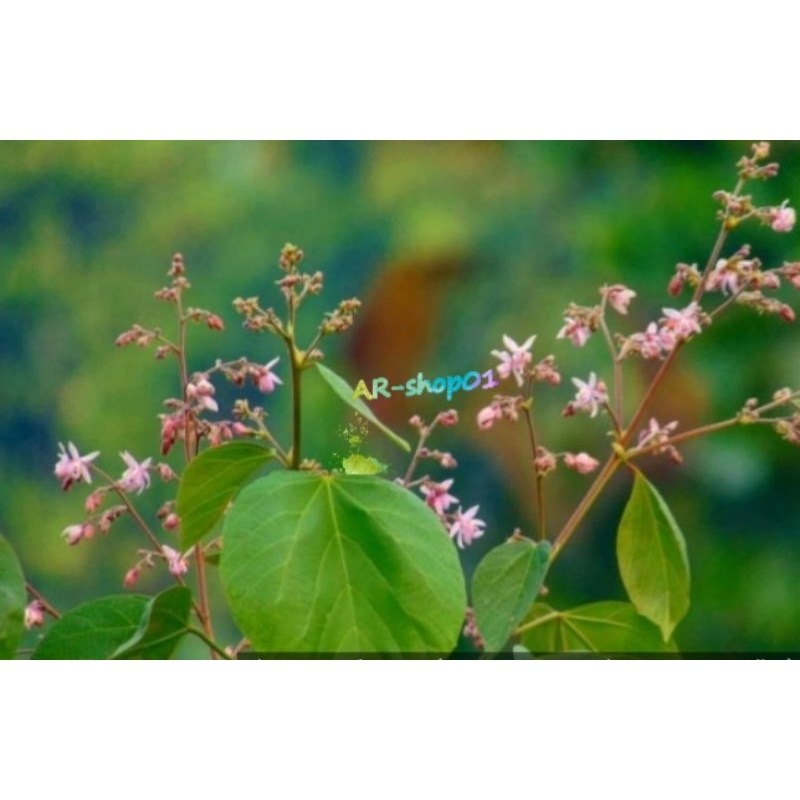 

daun paliasa segar fress obat herbal