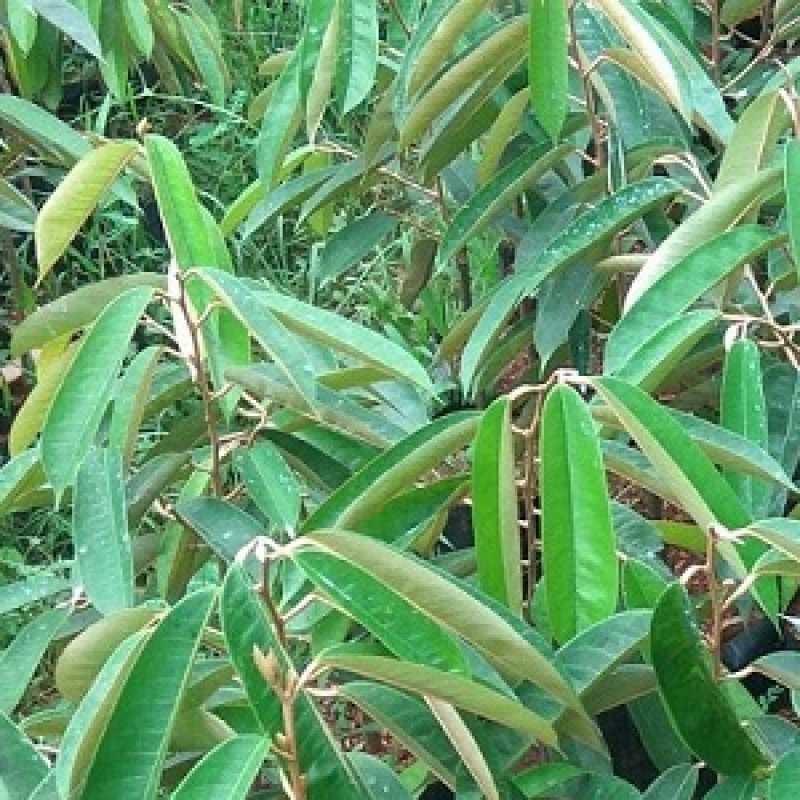 

Daun durian bagus buat di jadikan obat herbal buat kesehatan 1 kg