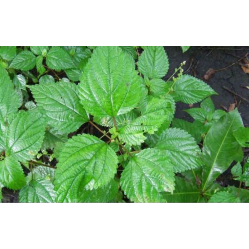 

Daun jalatang segar /daun pulus 1kg