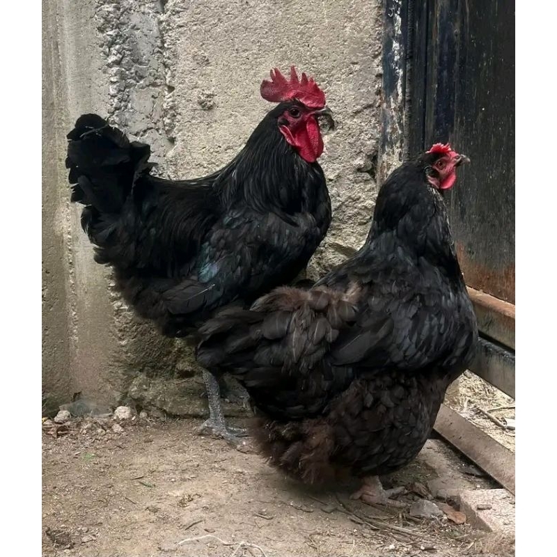 

Telur tetas ayam australorp black X blue ory/ori impor. telur kami kirim rendom. telur fertil