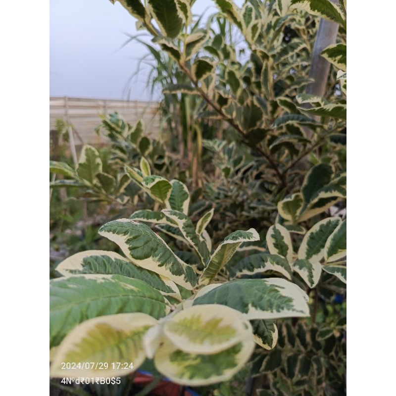 Entres Jambu biji Varigata