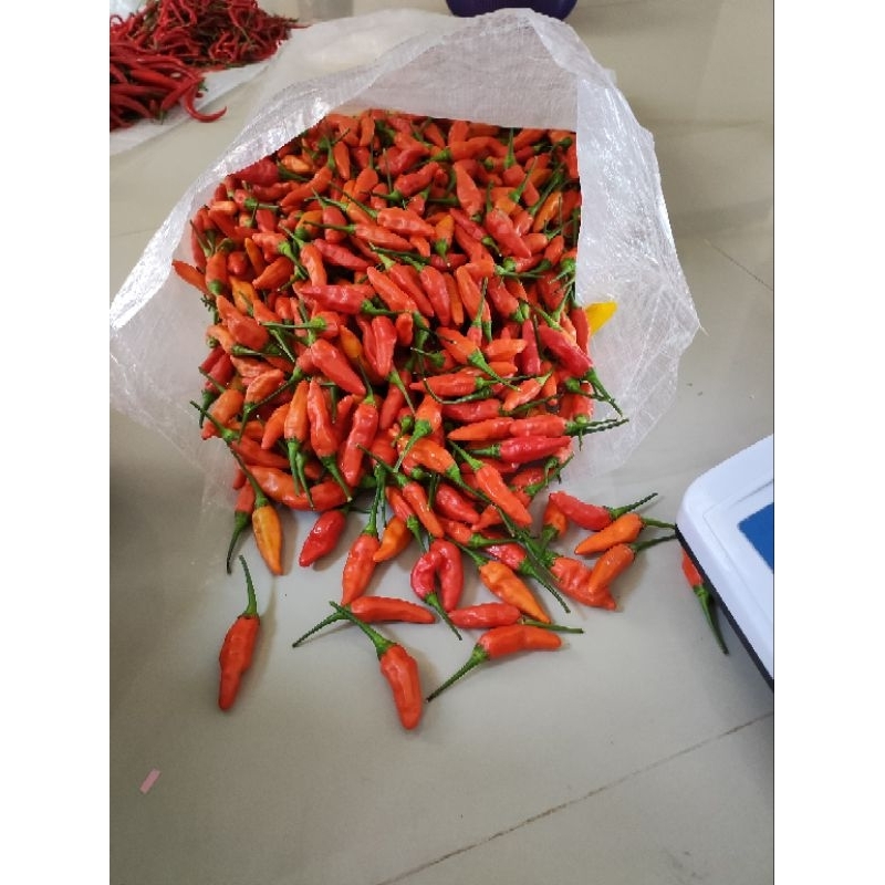 

Cabe Rawit merah Cabe Ori Cabe Setan 250 gram