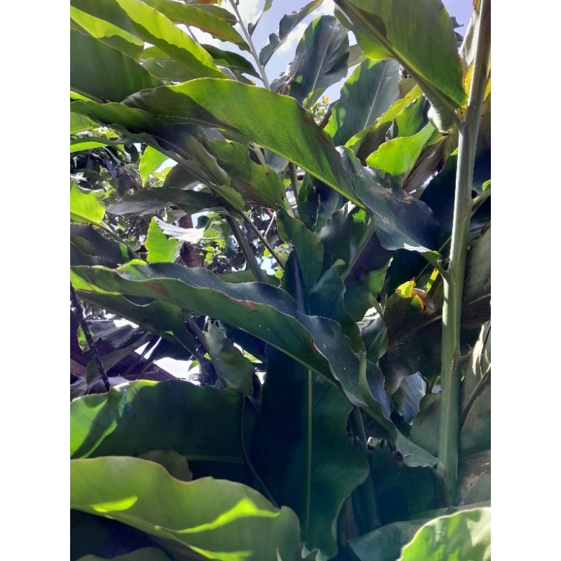 

BATANG CEKALA HERBAL 500gram fresh(batang kecombrang daun honje)