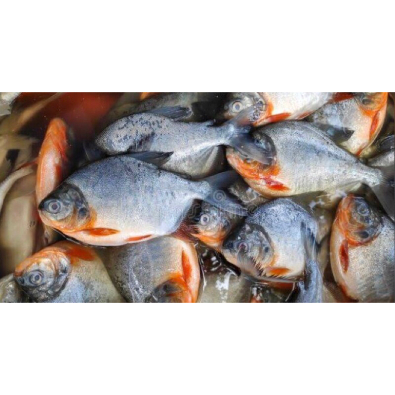 

IKAN BAWAL FRESH 1kg