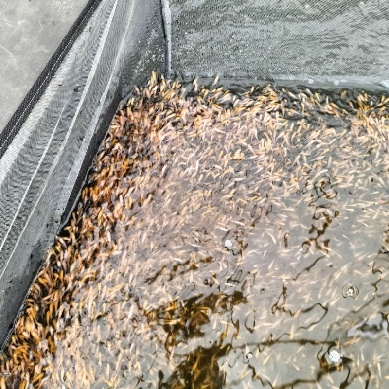 pakan/400ekr larva koi