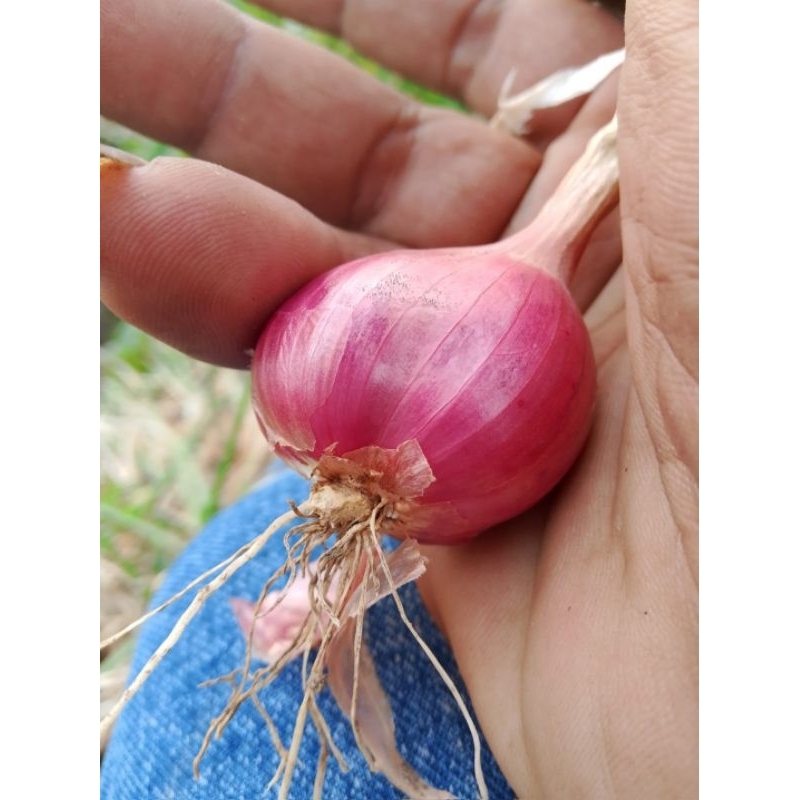 

BAWANG MERAH LOKAL PACET MOJOKERTO 1KG