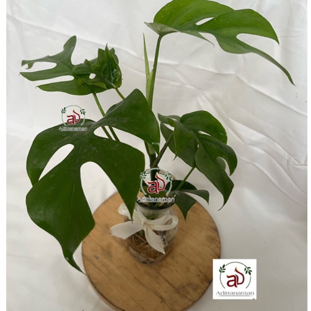 tanaman hias air mounstera mini berserta vas bunga tanaman hias terarium (1pcs) Vas Kaca 300m| Vas K