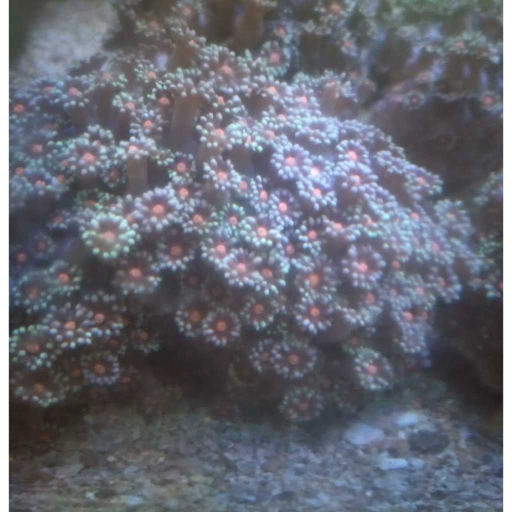 Gonio Mata Merah [Koloni] - Red Eyed Flowerpot Coral (Oval)