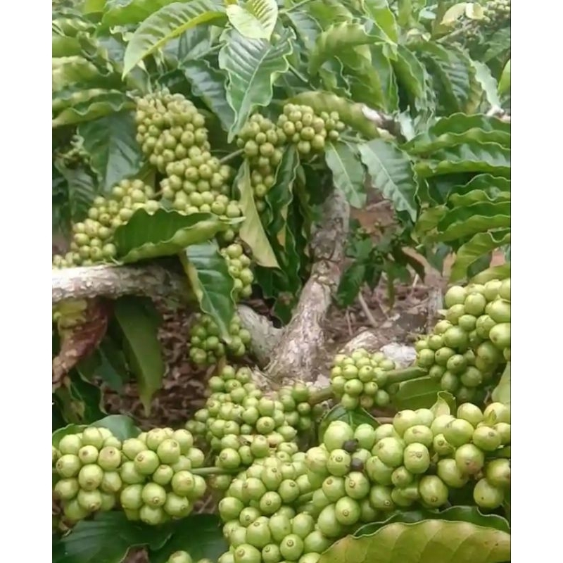 BATANG STEK RANTING KOPi ROBUSTA