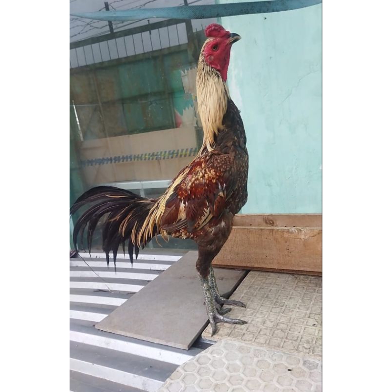 

ready telur fertil dari indukan mangon sn x birma dijamin netas