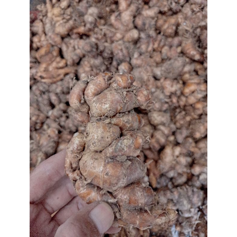 

kencur super segar 1KG Terlaris dan Termurah