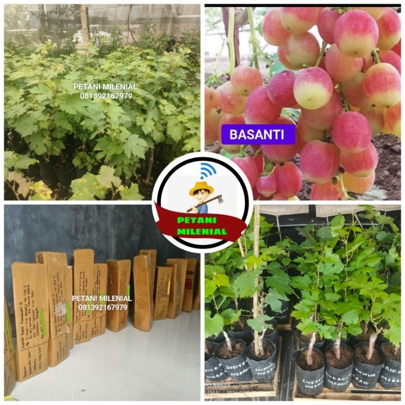 BIBIT ANGGUR IMPORT BASANTI VALID