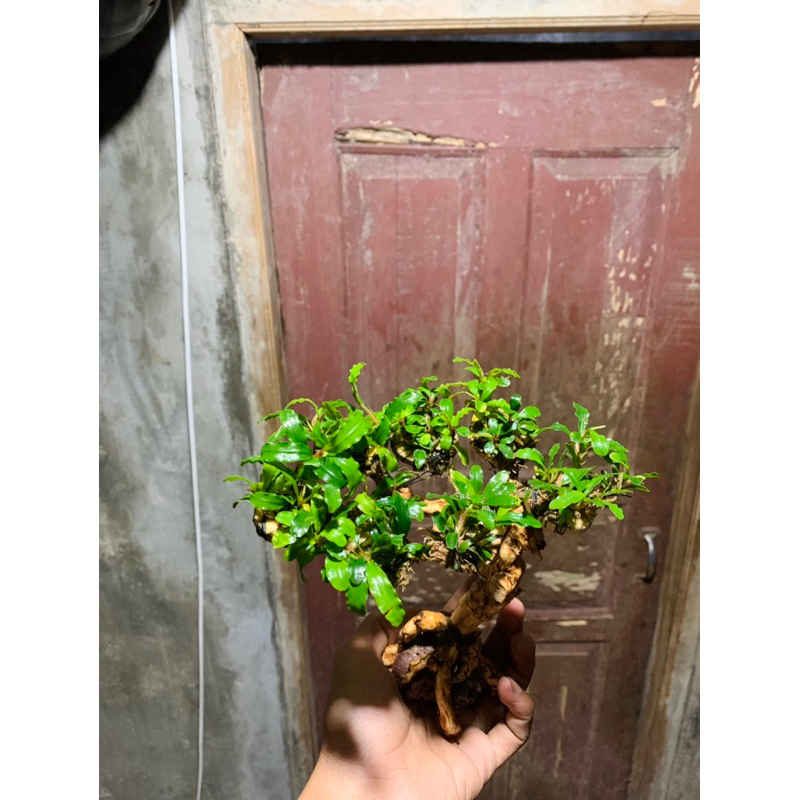 bonsai miring buce aquascape