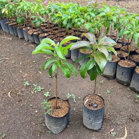 tanaman buah Alpukat berdaun - Pohon hidup berbuah pohon alpukat - Bibit pohon buah alpukat