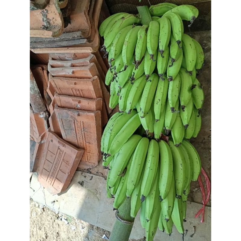 

Pisang nangka 10.000/ kg . pisang nangka. pisang nangka