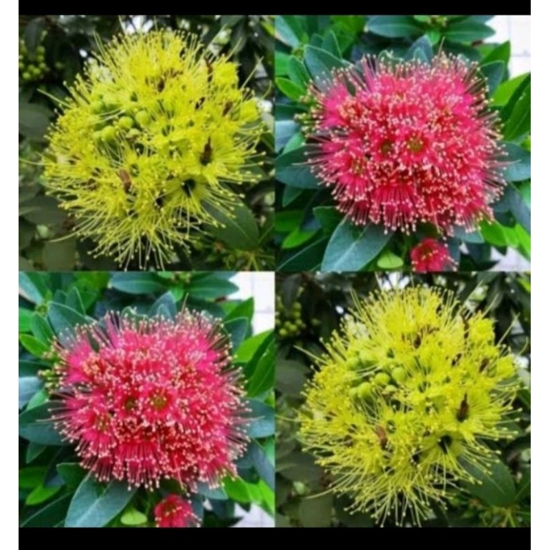 BIBIT  SANTOS TEMON BELI 5 BONUS 2