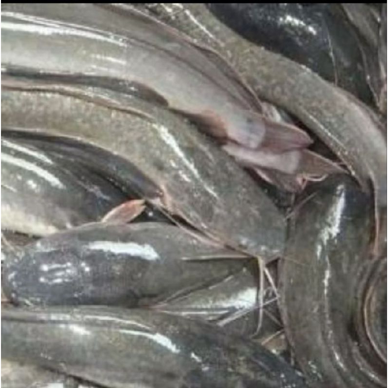 

Ikan Lele 1kg