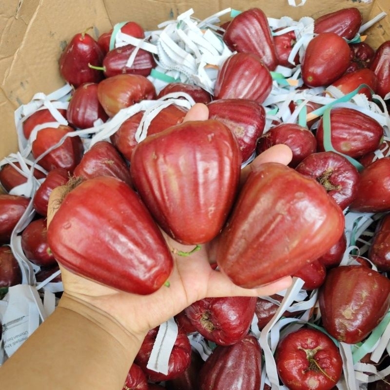 

JAMBU Dalhari Grade A 1 kg