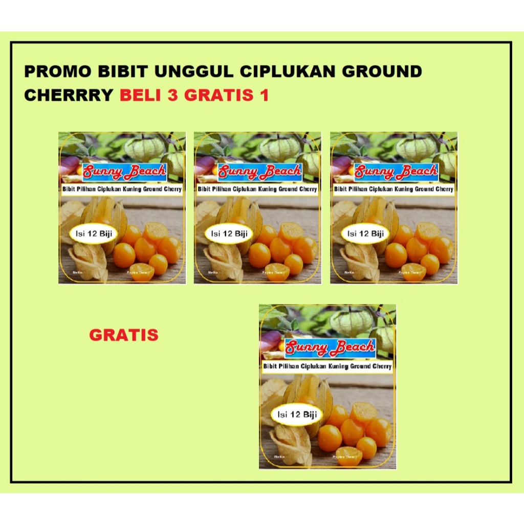 Bibit Pilihan Ciplukan Kuning Ground Cherry BELI 3 GRATIS 1| Biji Benih Ciplukan Kuning Ground Cherr
